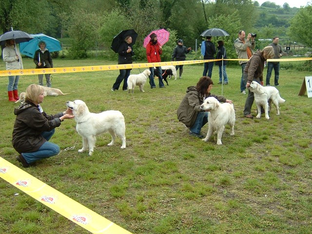 Zuchtgruppe - Pfostenschau Waltershofen